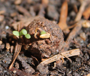 Seedball Tin - Plantlife Mix