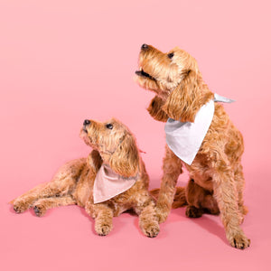 Dog Bandana and Scrunchie Set Pink - Katie Loxton