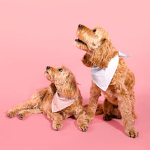 Load image into Gallery viewer, Dog Bandana and Scrunchie Set Grey - Katie Loxton
